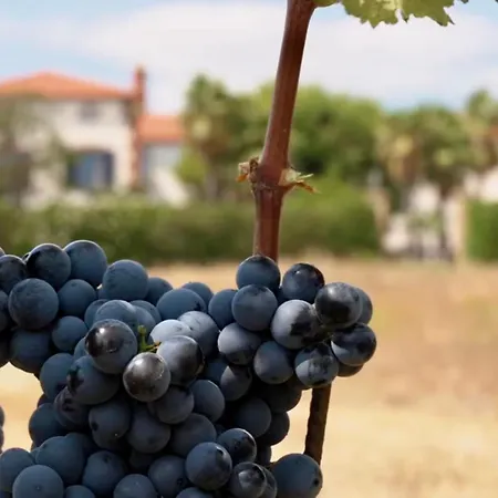Chateau Au Milieu Du Vignoble Avec Piscine A 10 Mn Des Plages *
